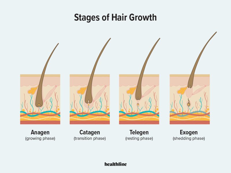 hair cycle