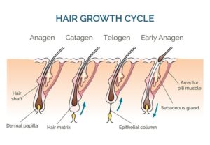 Seasonal hair loss
